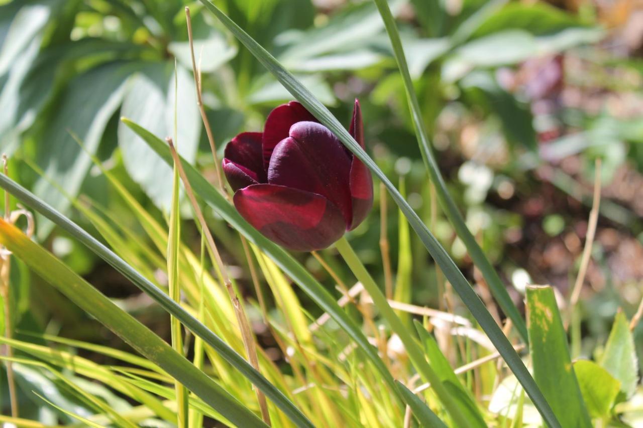 Maison Mille Fleurs Sankt Julian ภายนอก รูปภาพ