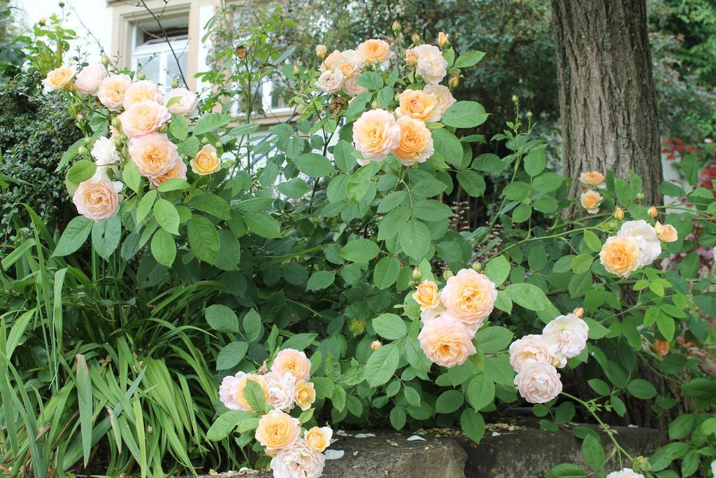 Maison Mille Fleurs Sankt Julian ภายนอก รูปภาพ